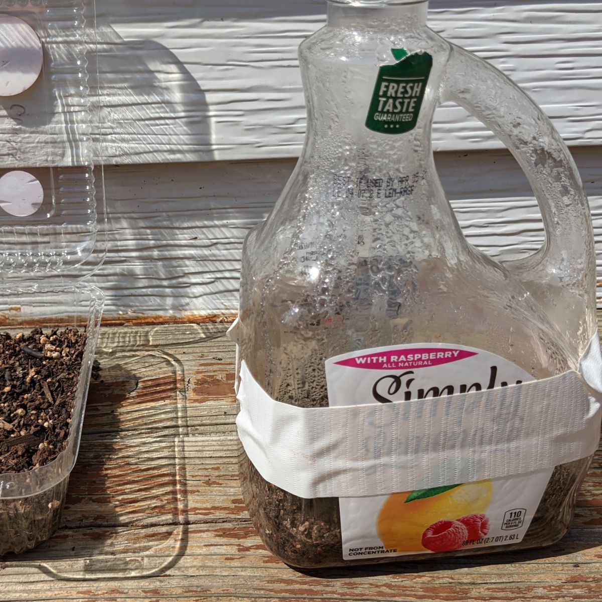 Juice bottle taped closed with zinnia seeds inside