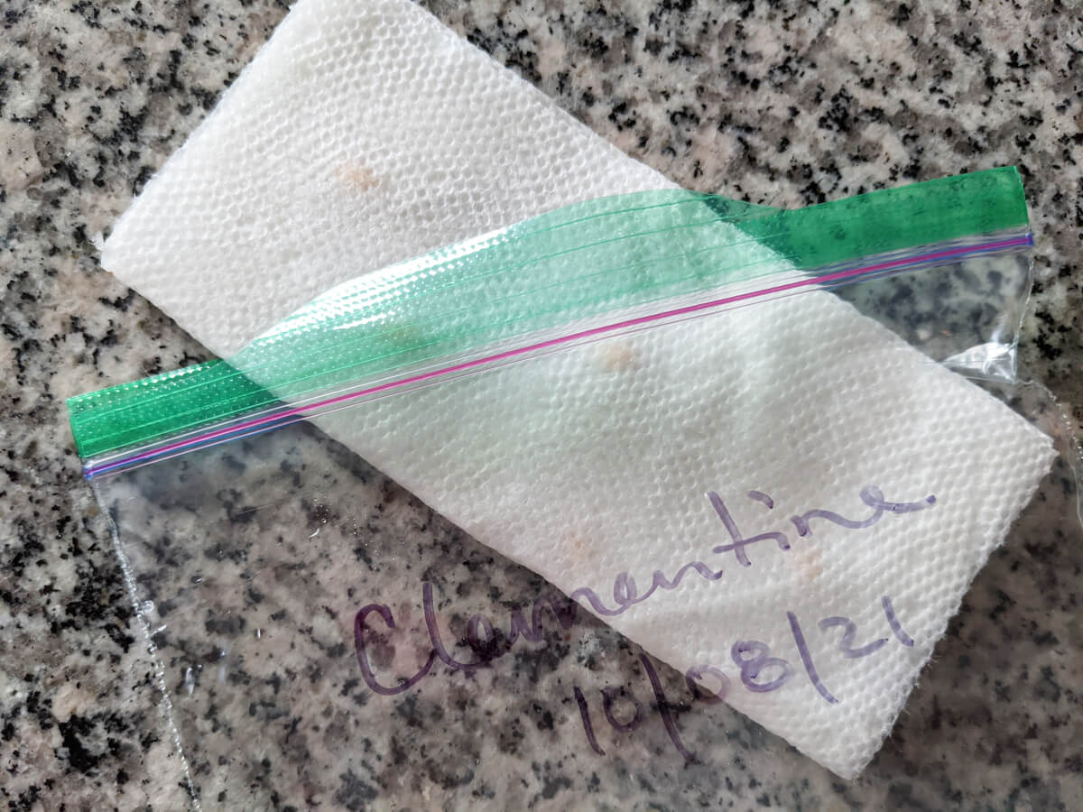 Plastic baggie germination for citrus seeds