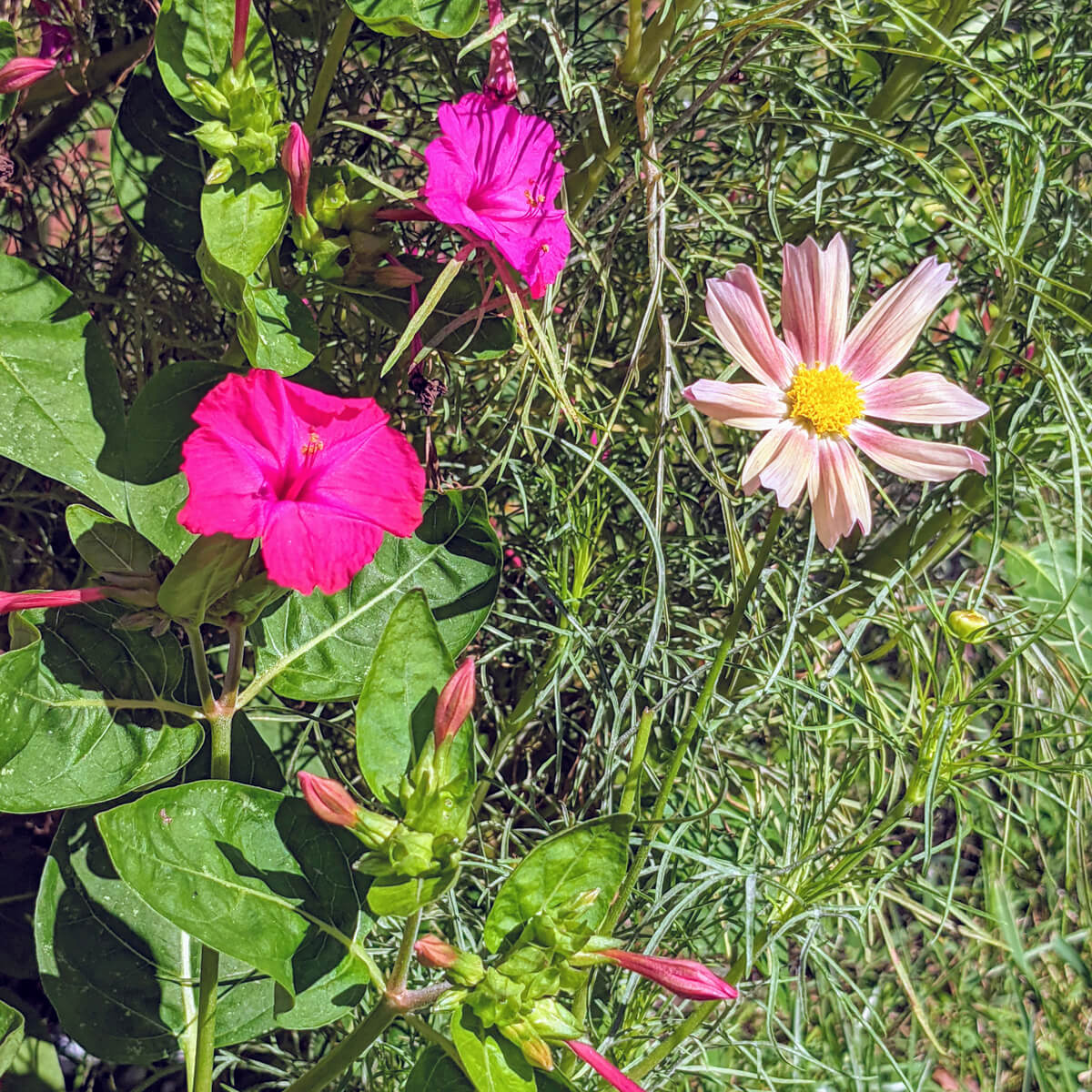 Apricot Lemonade Cosmo flowers with hot pink 4'oclock flowers