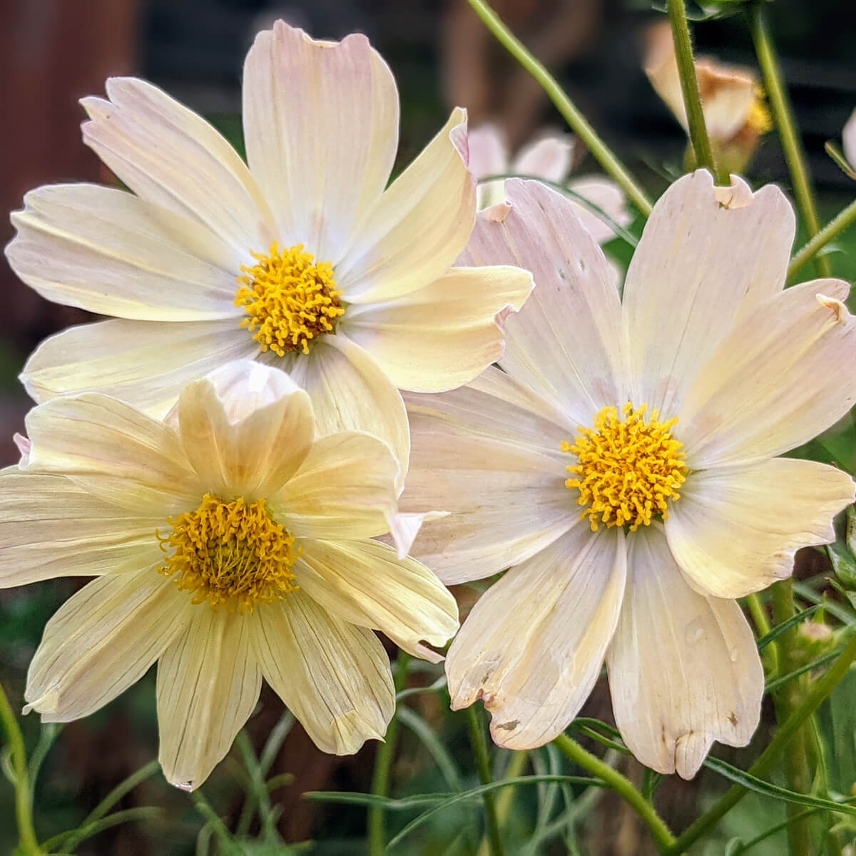 Cluster of Apricot Lemonade Cosmos in our 2021 flower bed