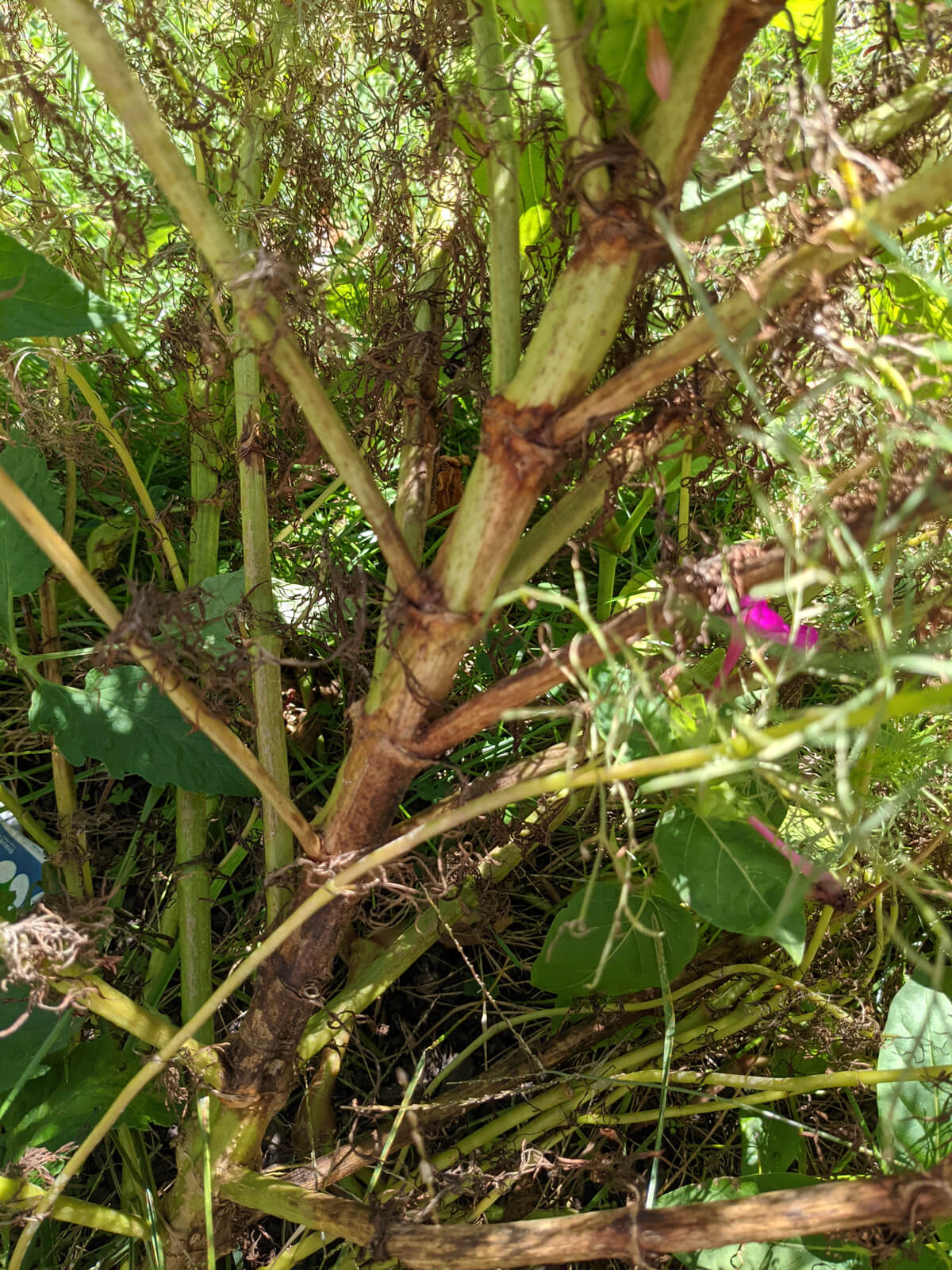 What's Wrong with My Cosmo Flower? Wilting and brown stems and foliage on Apricot Lemonade Cosmo