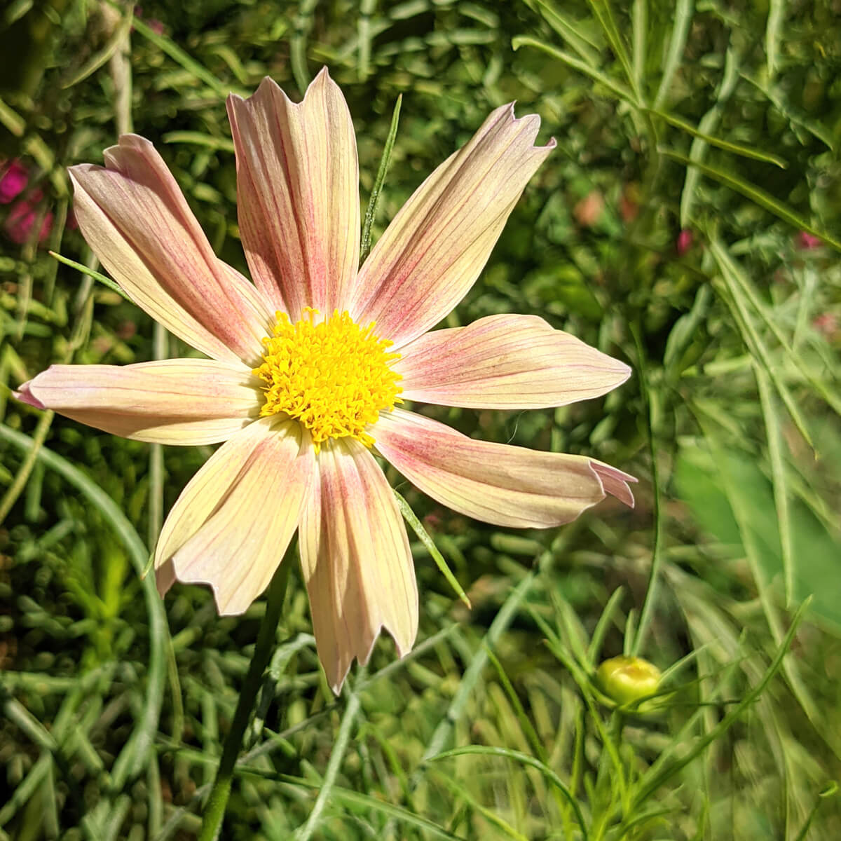 Apricot Lemonade Cosmos Flowers - Pinky Peachy Lemony Blooms