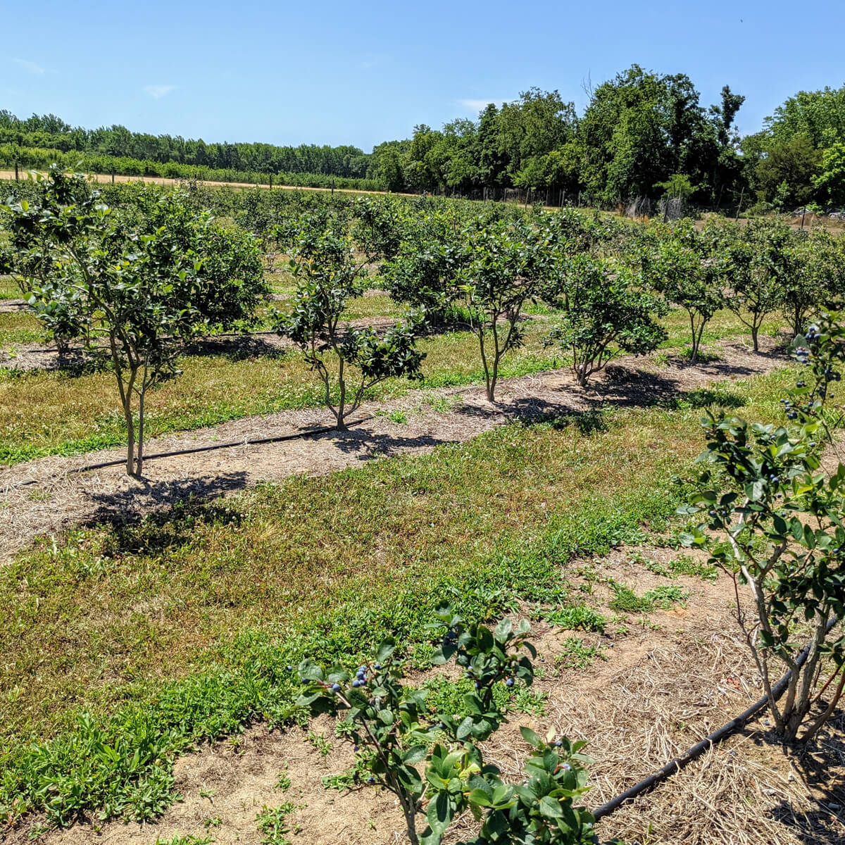 Blueberry field at Stiles Farm in Middle Township NJ - one of my happy places!