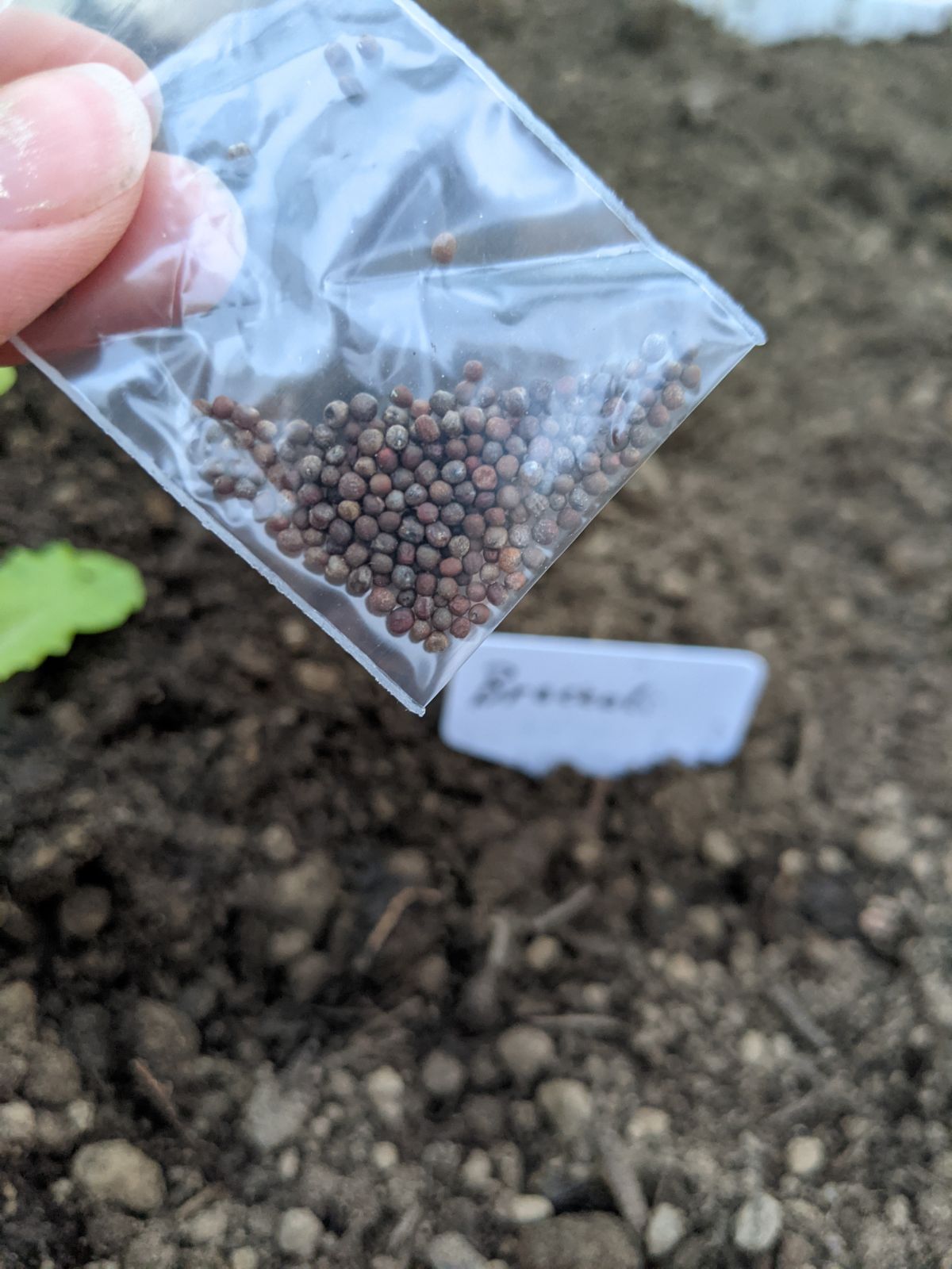 Bag of broccoli seeds above a "Broccoli" plant tag in the garden