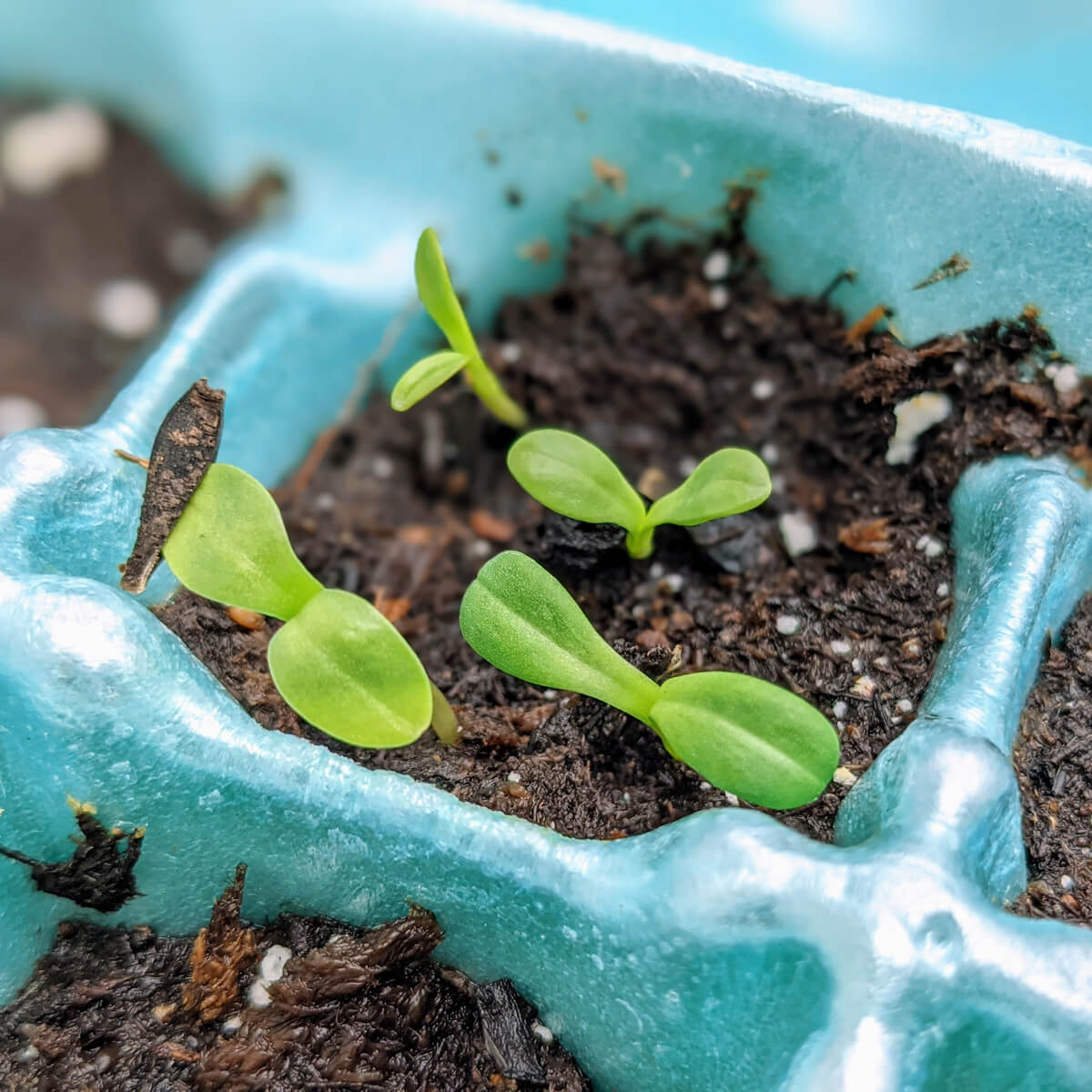 Dahlia Seedlings in a Blue Egg Carton with Seed Coat still attached to cotyledon