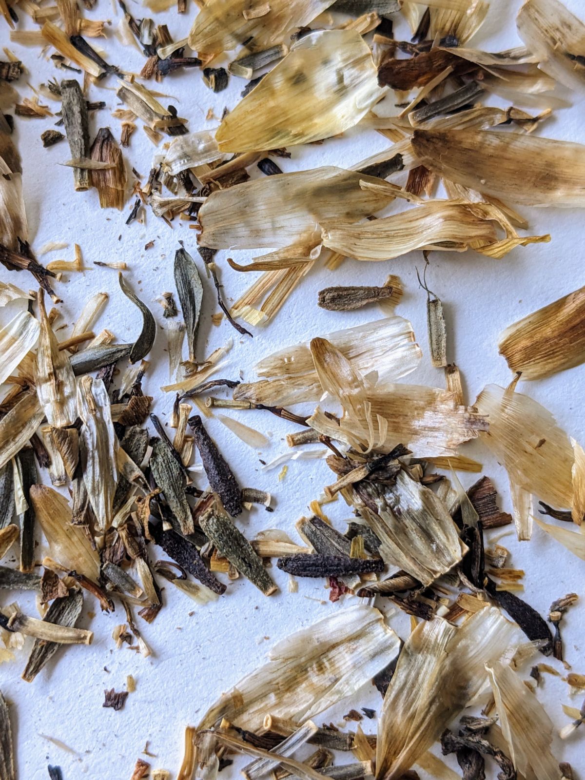 Dahlia seeds and seed pods from our garden