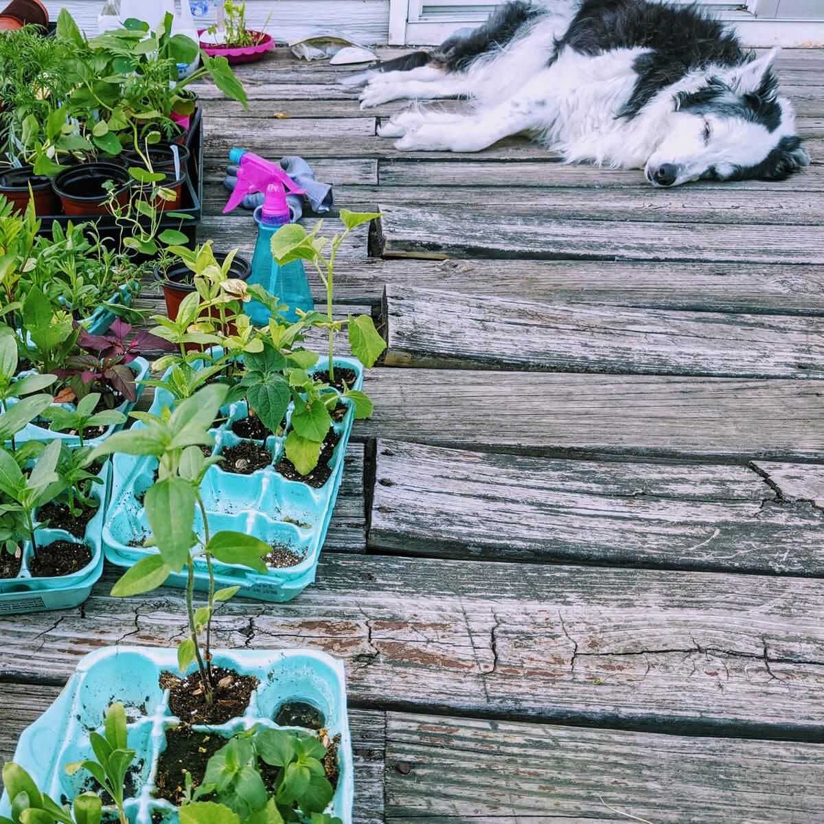 Dog napping near seedlings growing in egg cartons on wooden deck