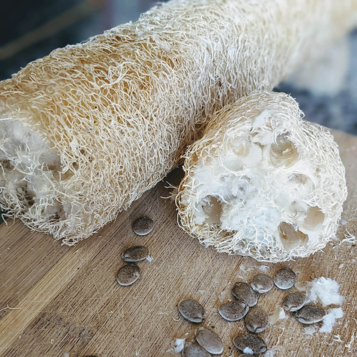 Grow your own loofah sponges for scrubbing and beauty! Sliced open luffa gourd with seeds spilling out