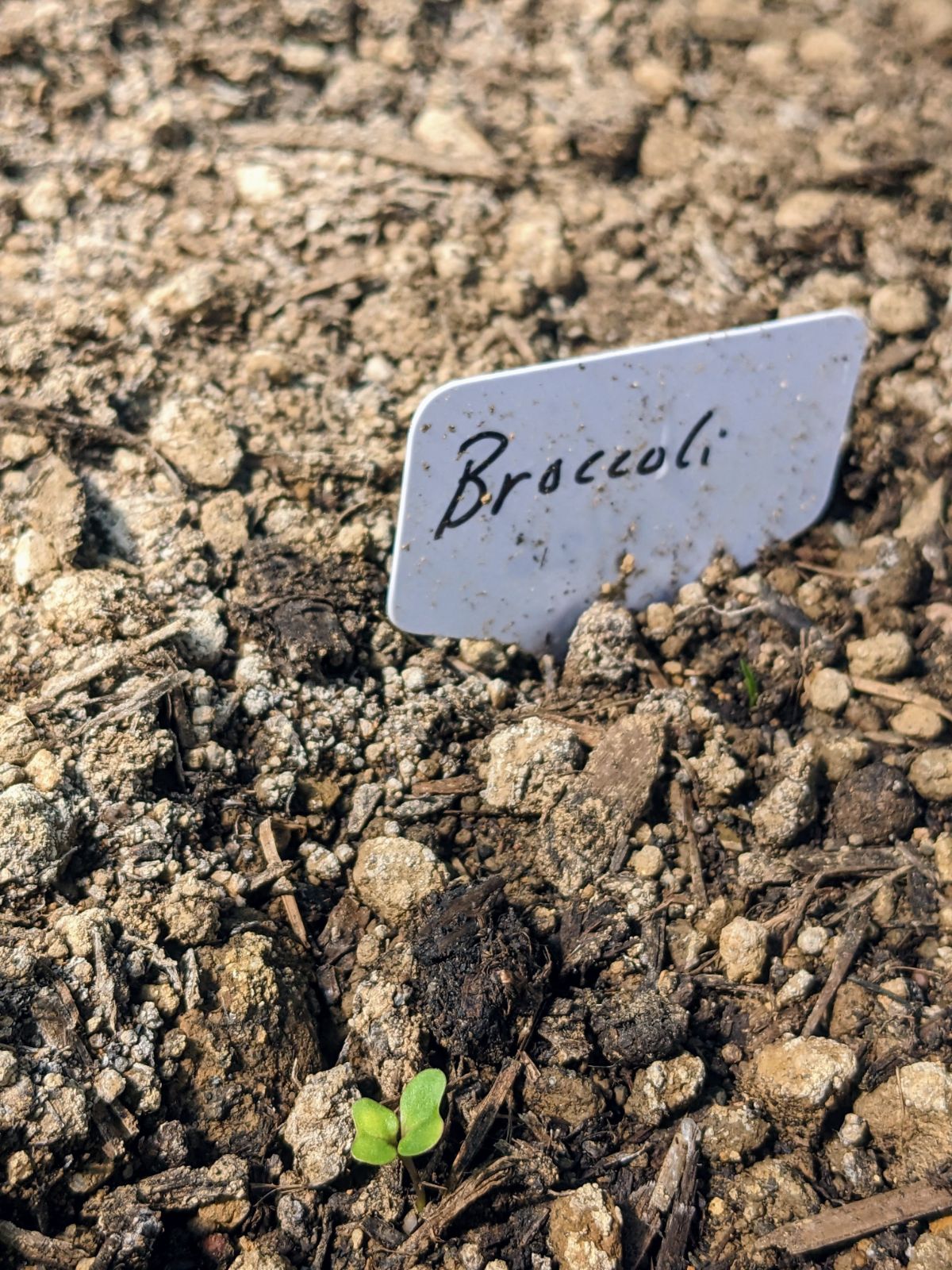 Broccoli seedlings in soil next to a "Broccoli" plant tag