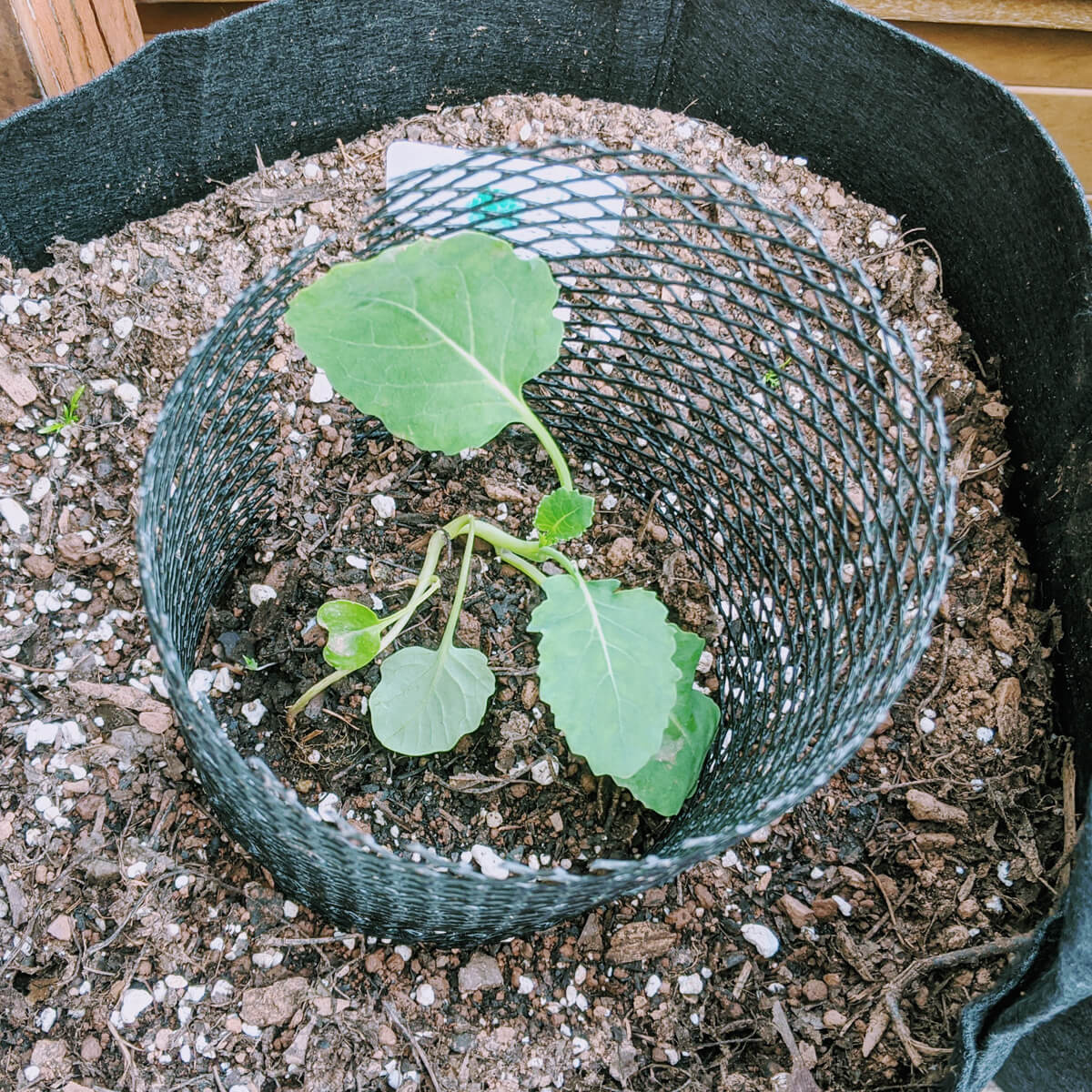 Growing Broccoli from Seed - Starting seeds indoors