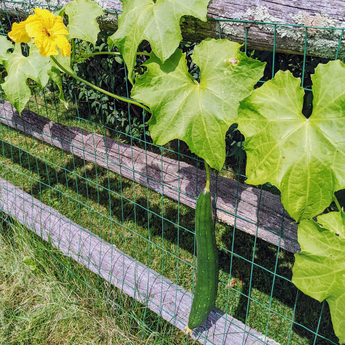 Growing Loofah in Zone 6b - Luffa Gourd Hanging on Wooden Rail Fence