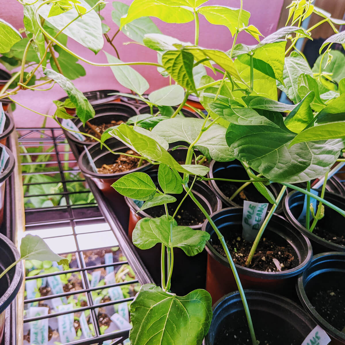 Growing Pole Beans Indoors - Starting Beans from Seeds - Pole Bean Seedlings under grow lights