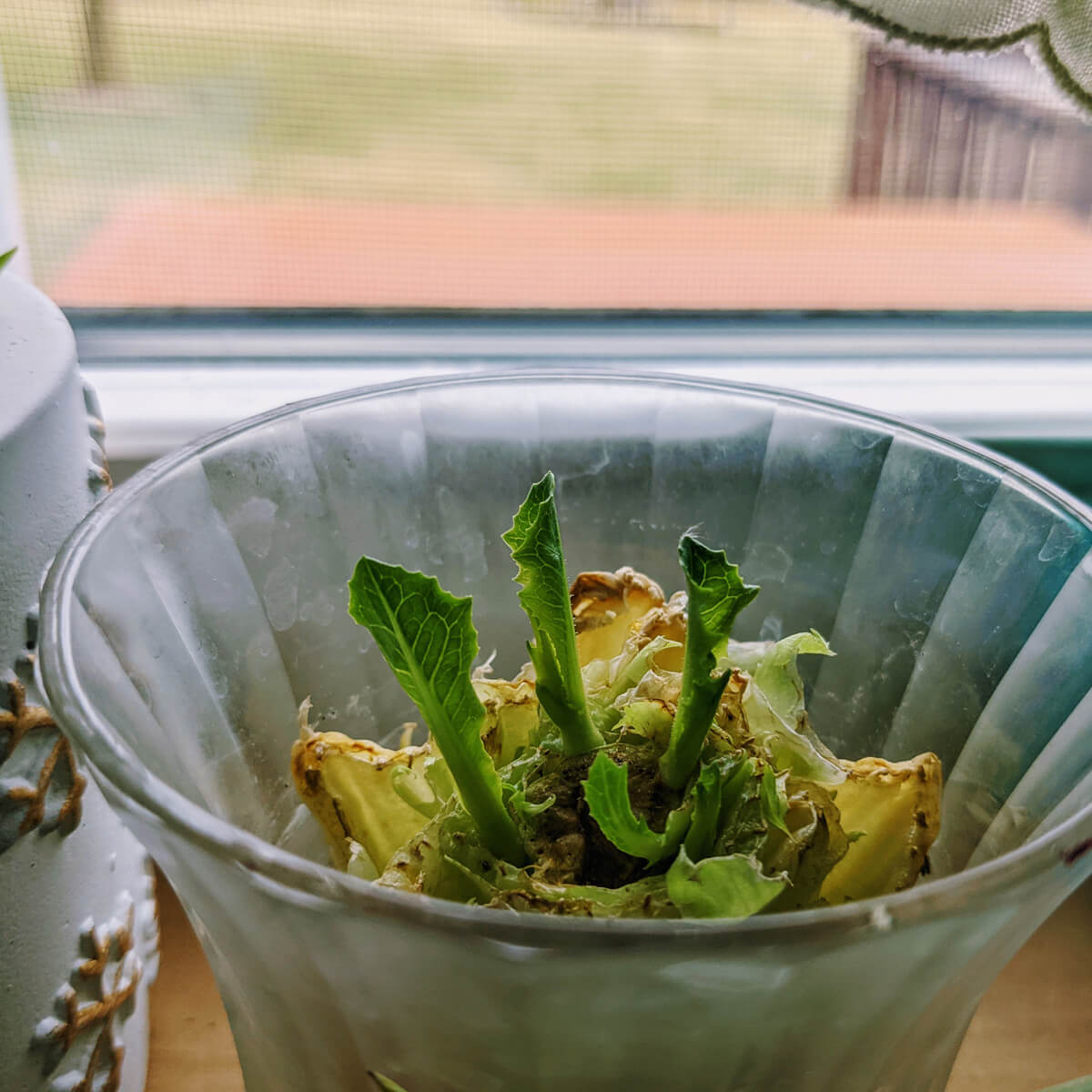 Growing Romaine Lettuce from Scraps in a Glass Jar on a Windowsill