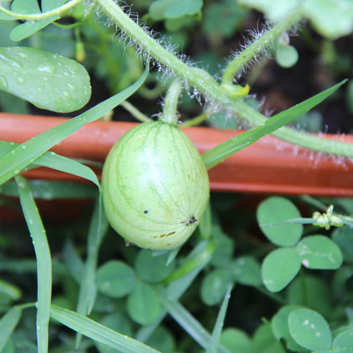 Young watermelon growing in the garden