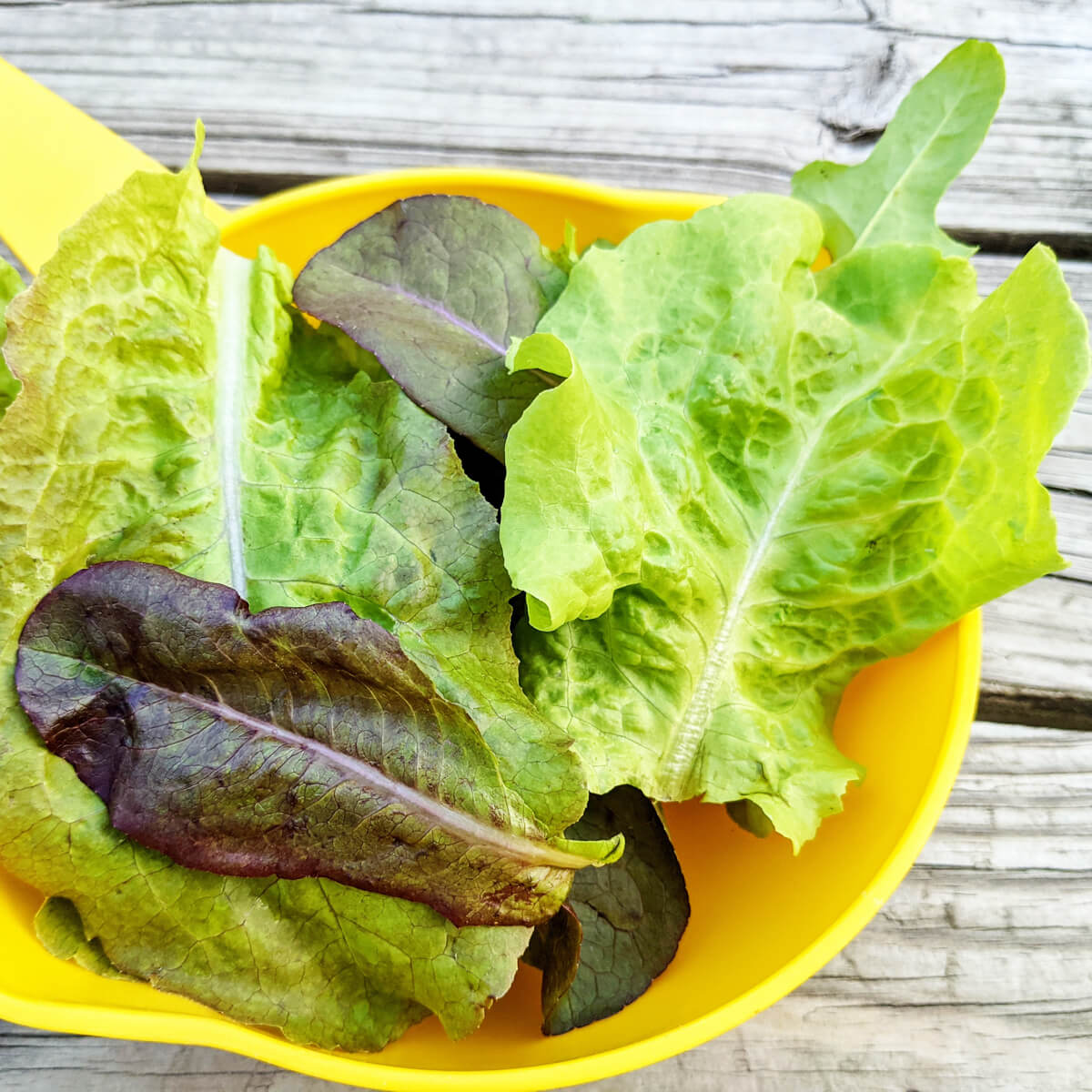 Harvesting Leaf Lettuce from the garden in a yellow colander 