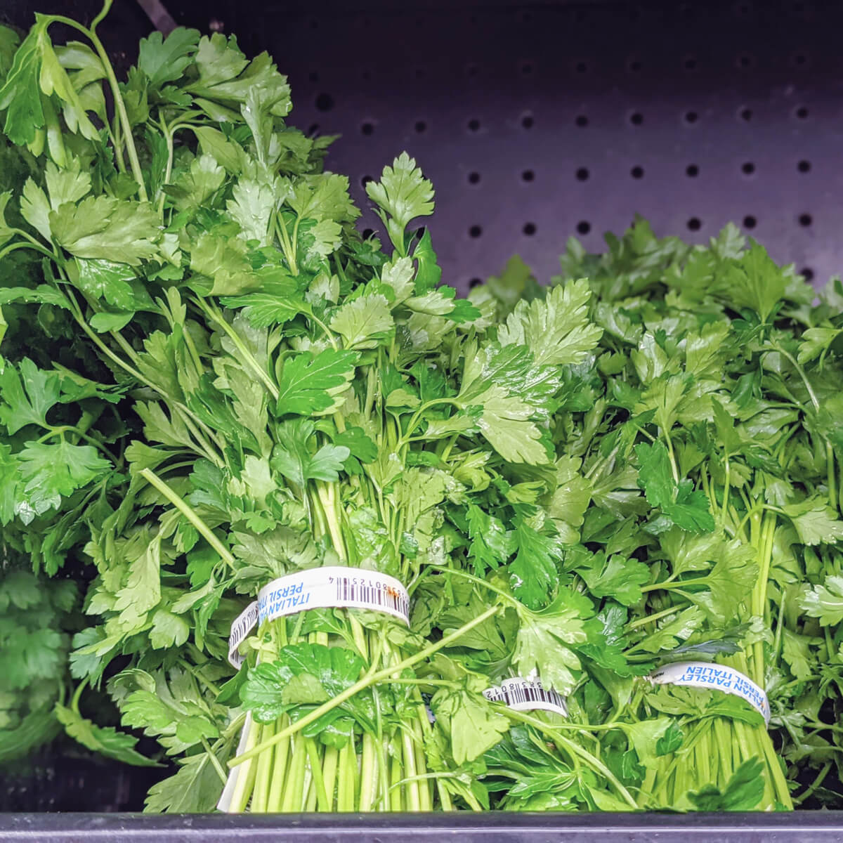 Harvesting Parsley so it keeps growing is easy and worth doing!