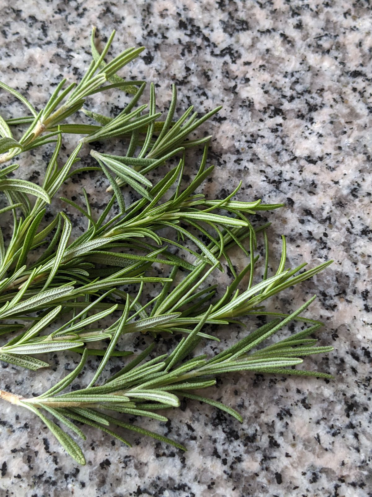 Lots of healthy rosemary cuttings on a granite table