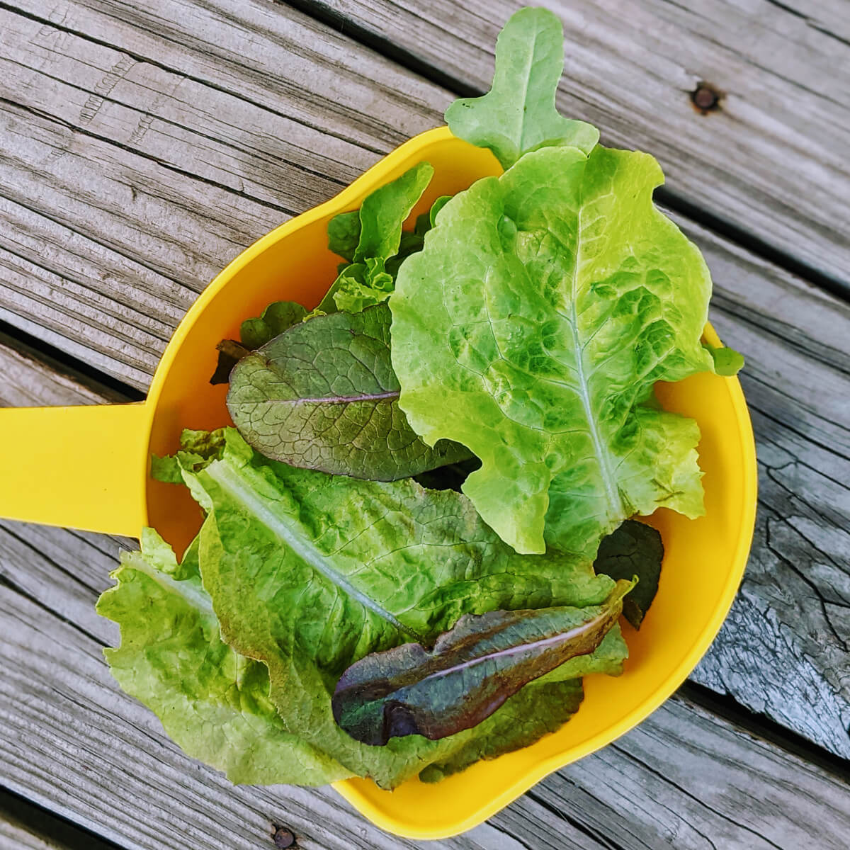 How to Harvest Lettuce So It Keeps Growing - Leaf Lettuce in Yellow Colander