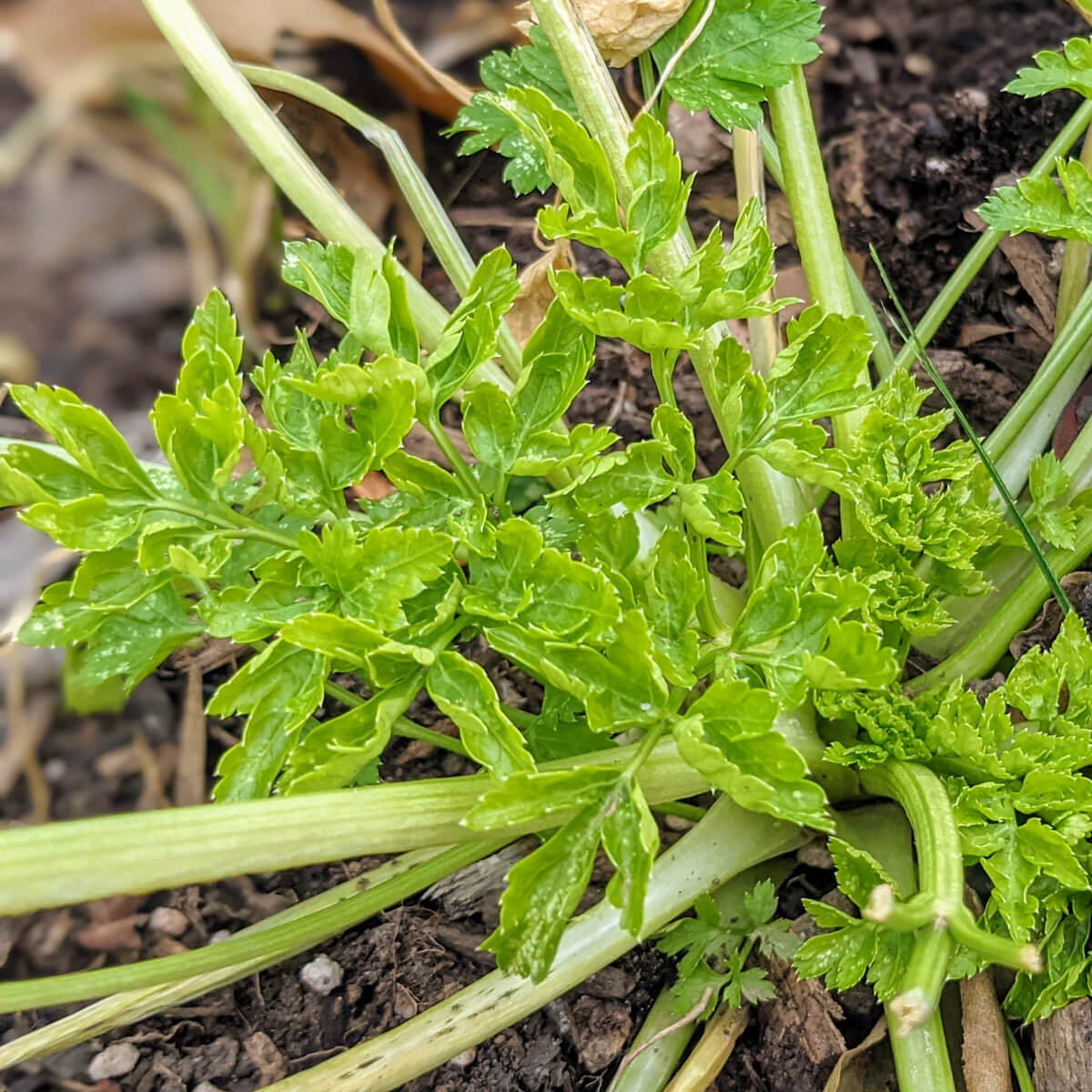 How to harvest parsley so it keeps growing - here you can see more new parsley leaves growing from the center.