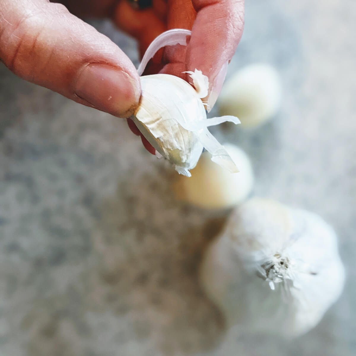 How to Plant Garlic - Holding a Clove of Garlic over a bulb