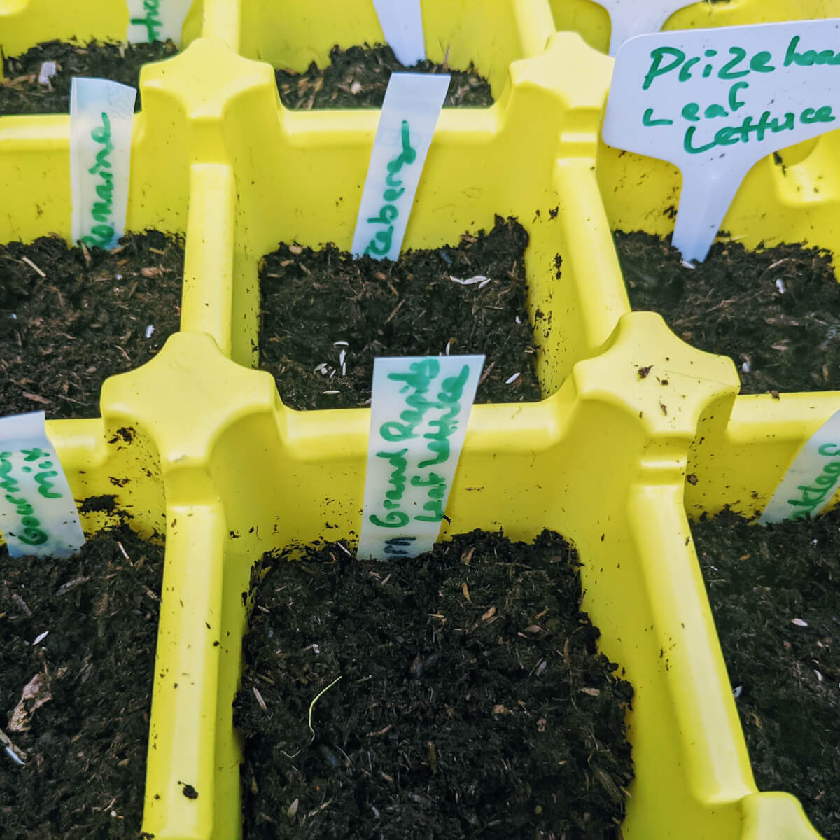 Planting lettuce seeds in garden center seed starting tray