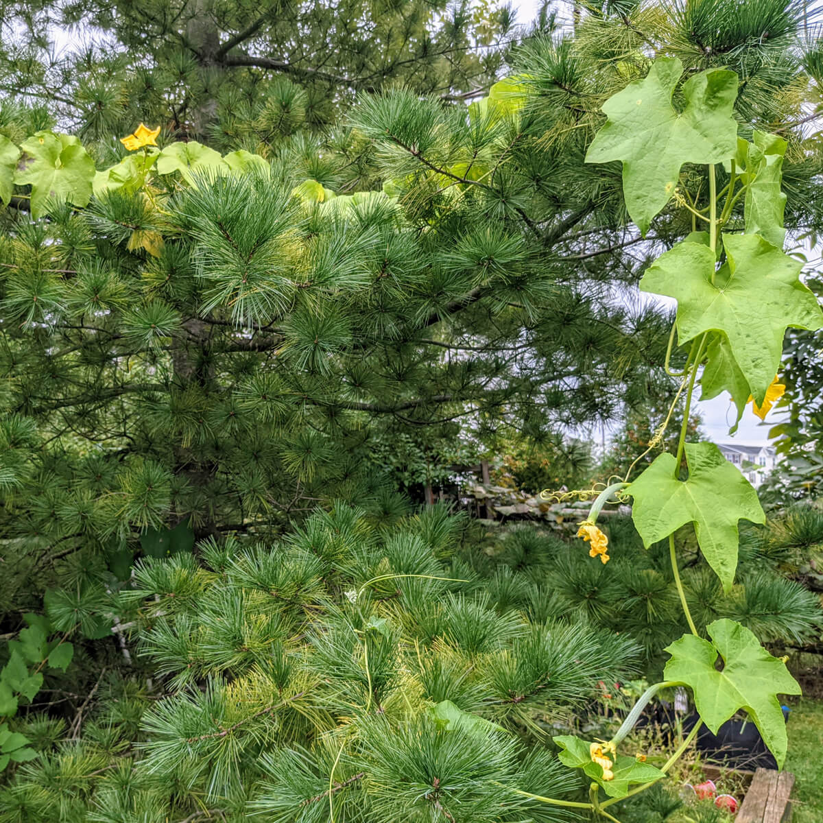 Loofah Plant went rogue, climbing up a pine tree!