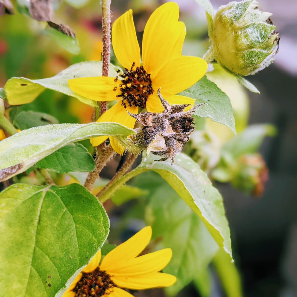 Mini Sunflowers with sunny yellow blooms and green leaves