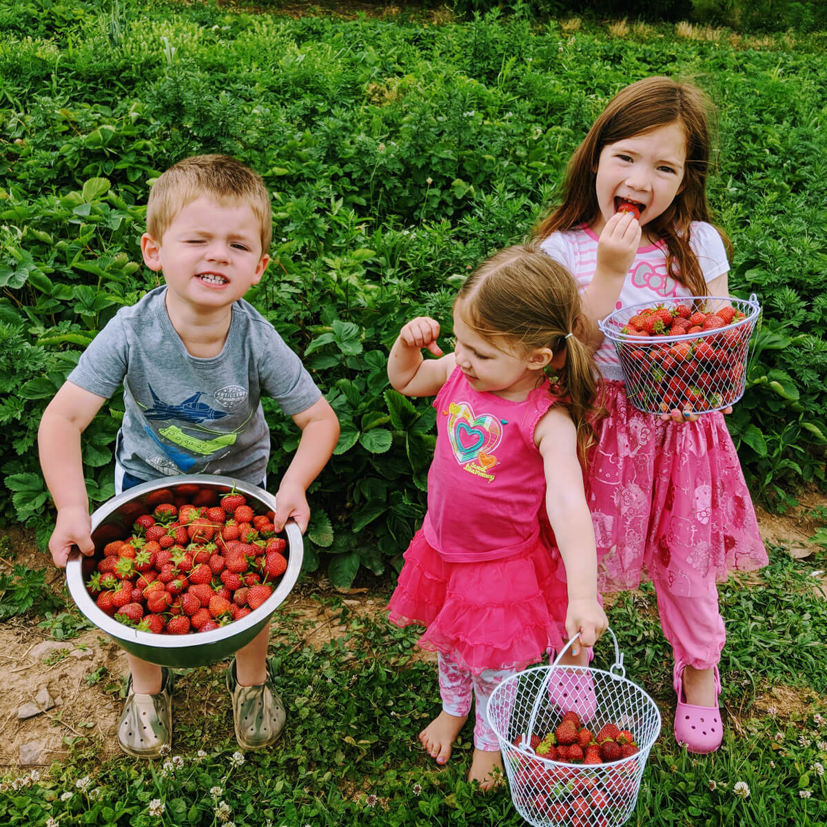 Picking Strawberries - Make Future Plans in Honor of National Strawberry Day