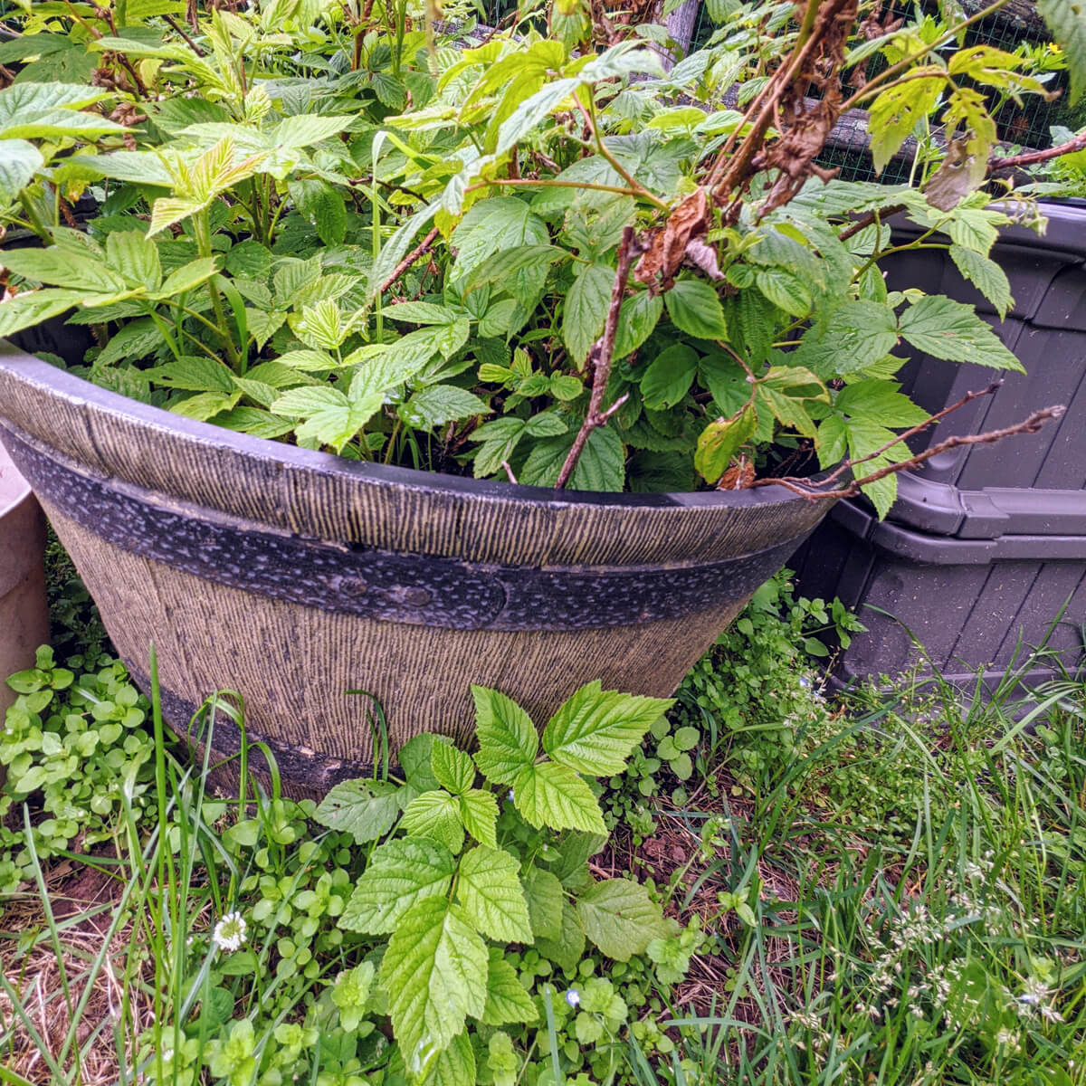 Propagating Raspberries from Suckers - whiskey barrel planter with raspberry plants in and out