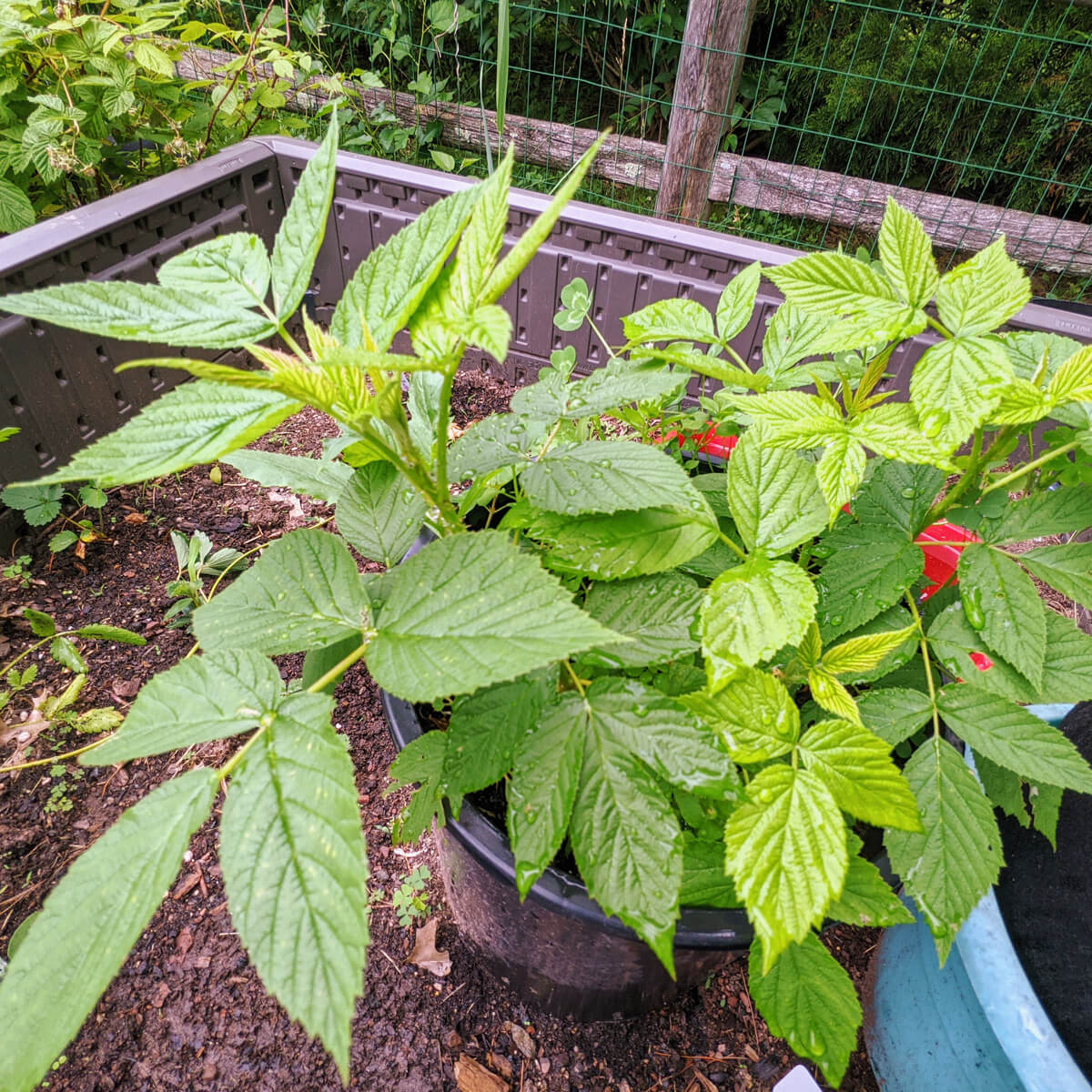 Mature Raspberry Sucker Propagated the same summer