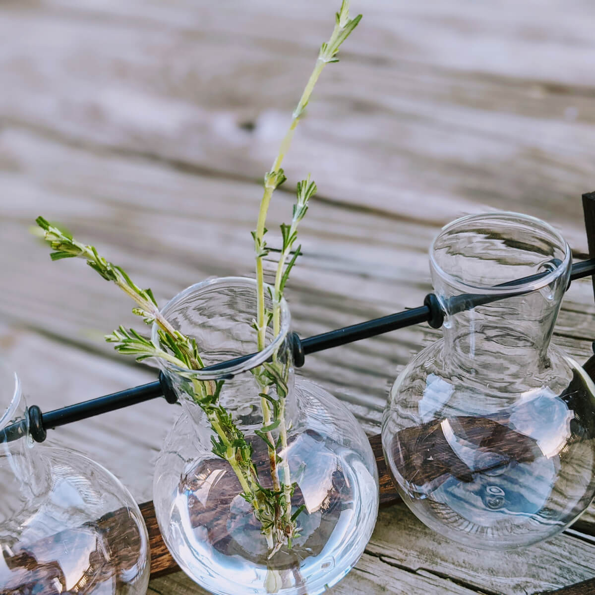 Rosemary sprigs propagating in water in glass beaker on wood frame