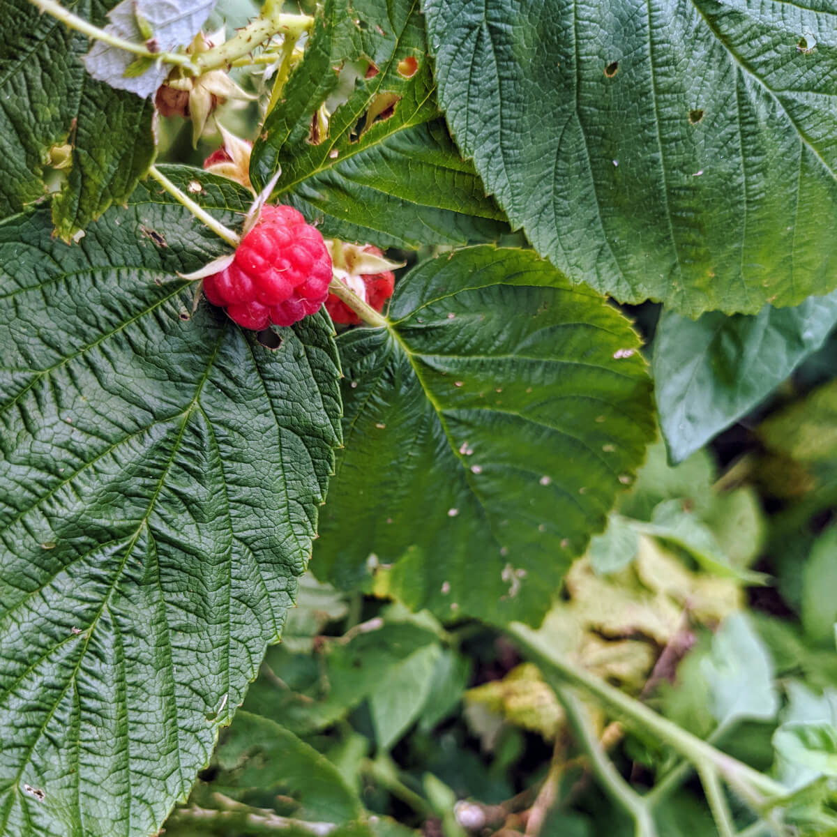 Red Raspberry fruit 