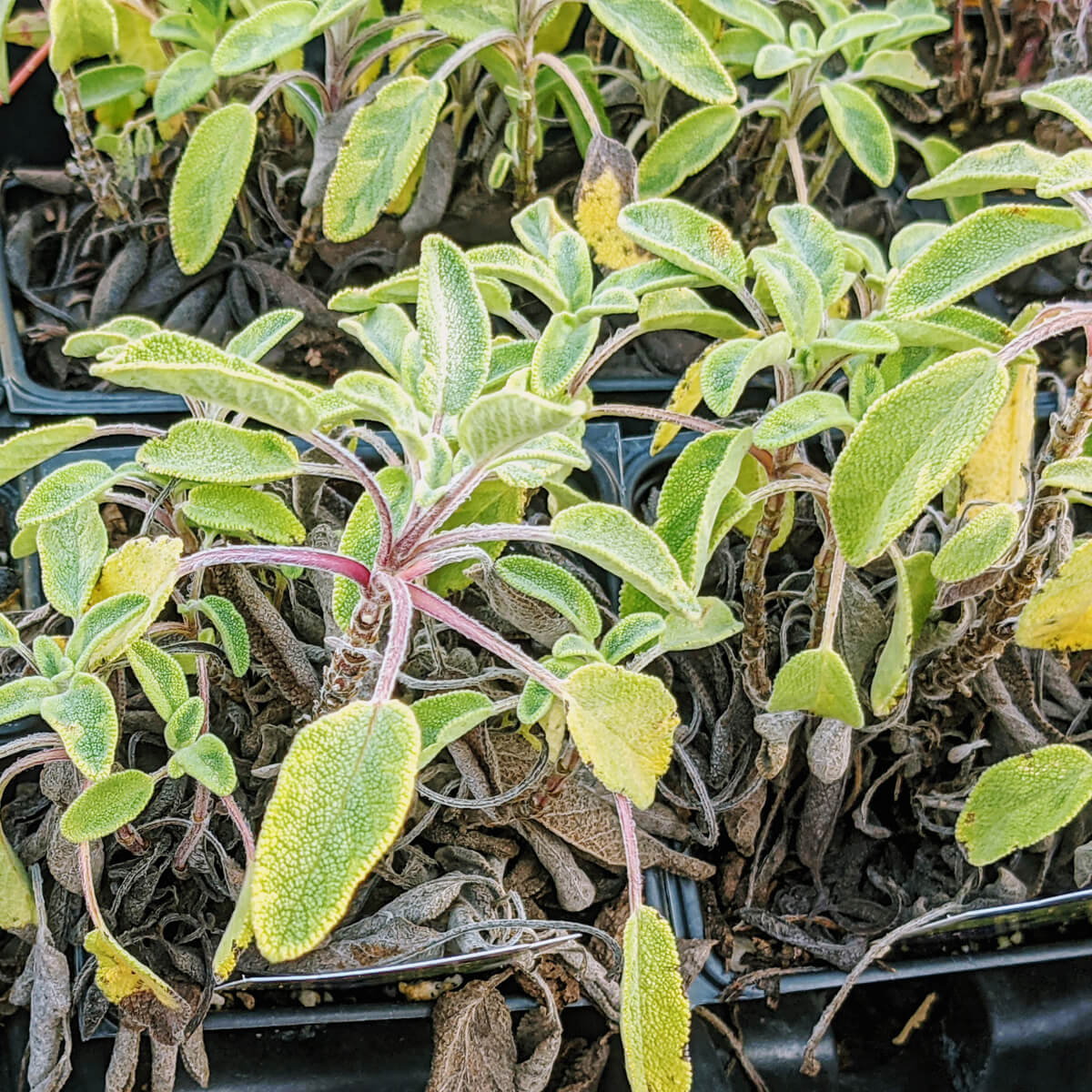 Sage plants growing