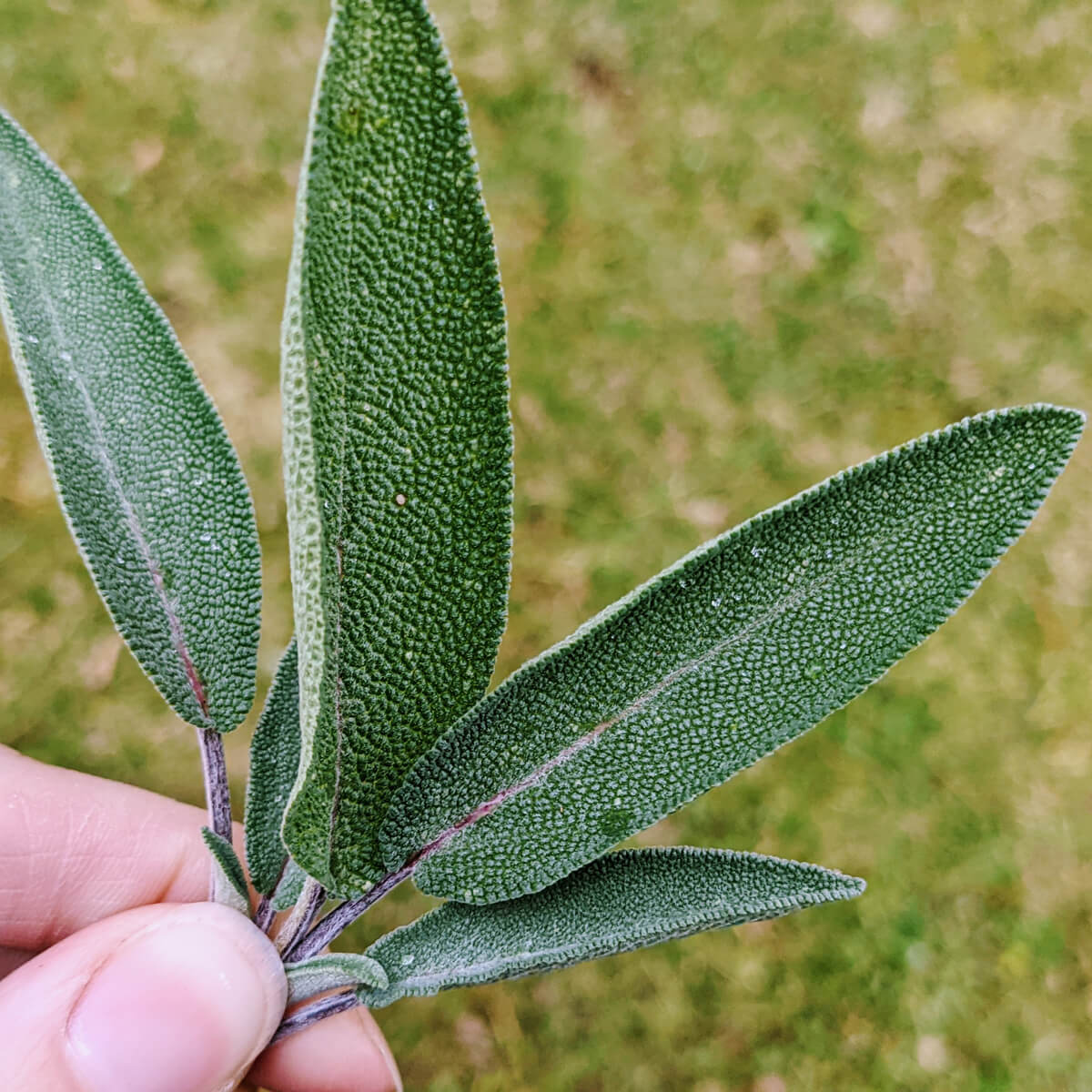 Fresh sage leaves - and sage substitute ideas