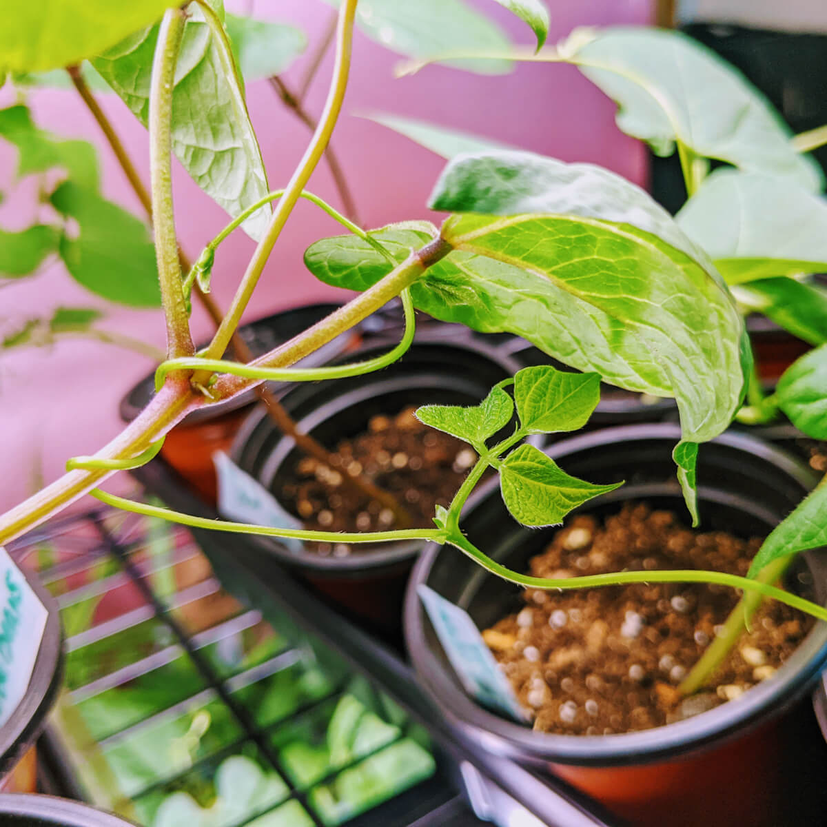 Pole Bean Seedlings Getting Tangled Under Grow Lights Indoors