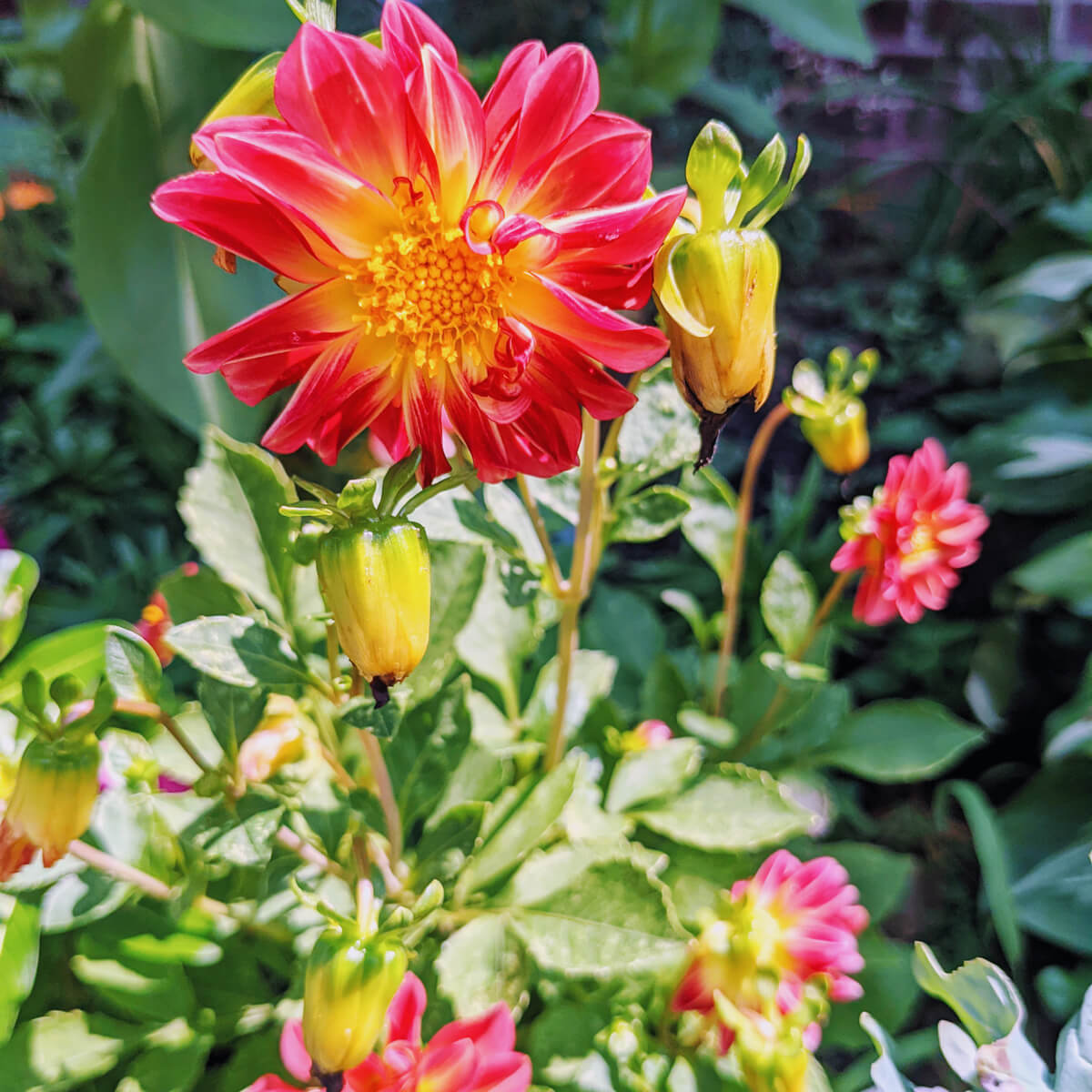 Pink and Yellow Dahlias started from seed indoors