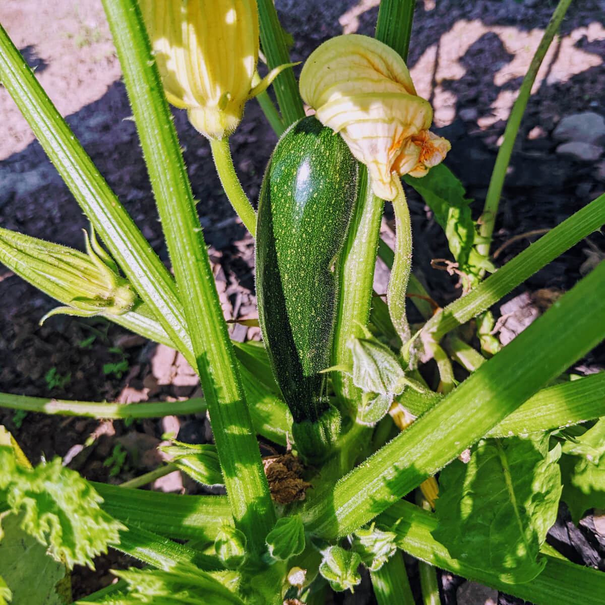 Starting Zucchini from Seed Indoors to reach full-grown outdoor plants!