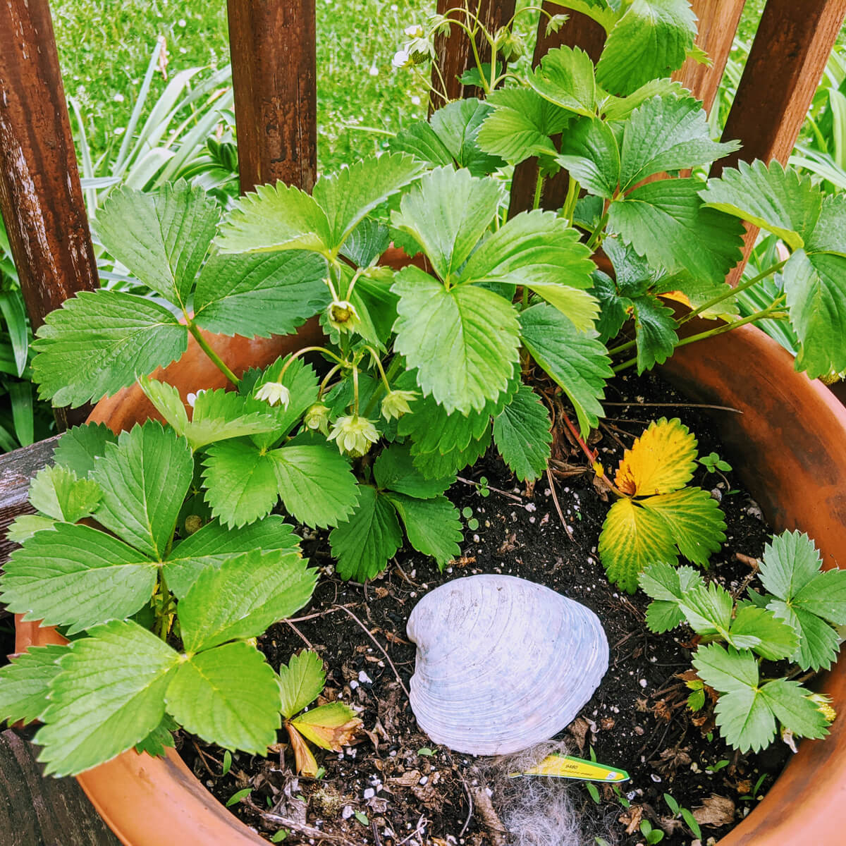 Strawberry plants growing in a large flower pot with a seashell