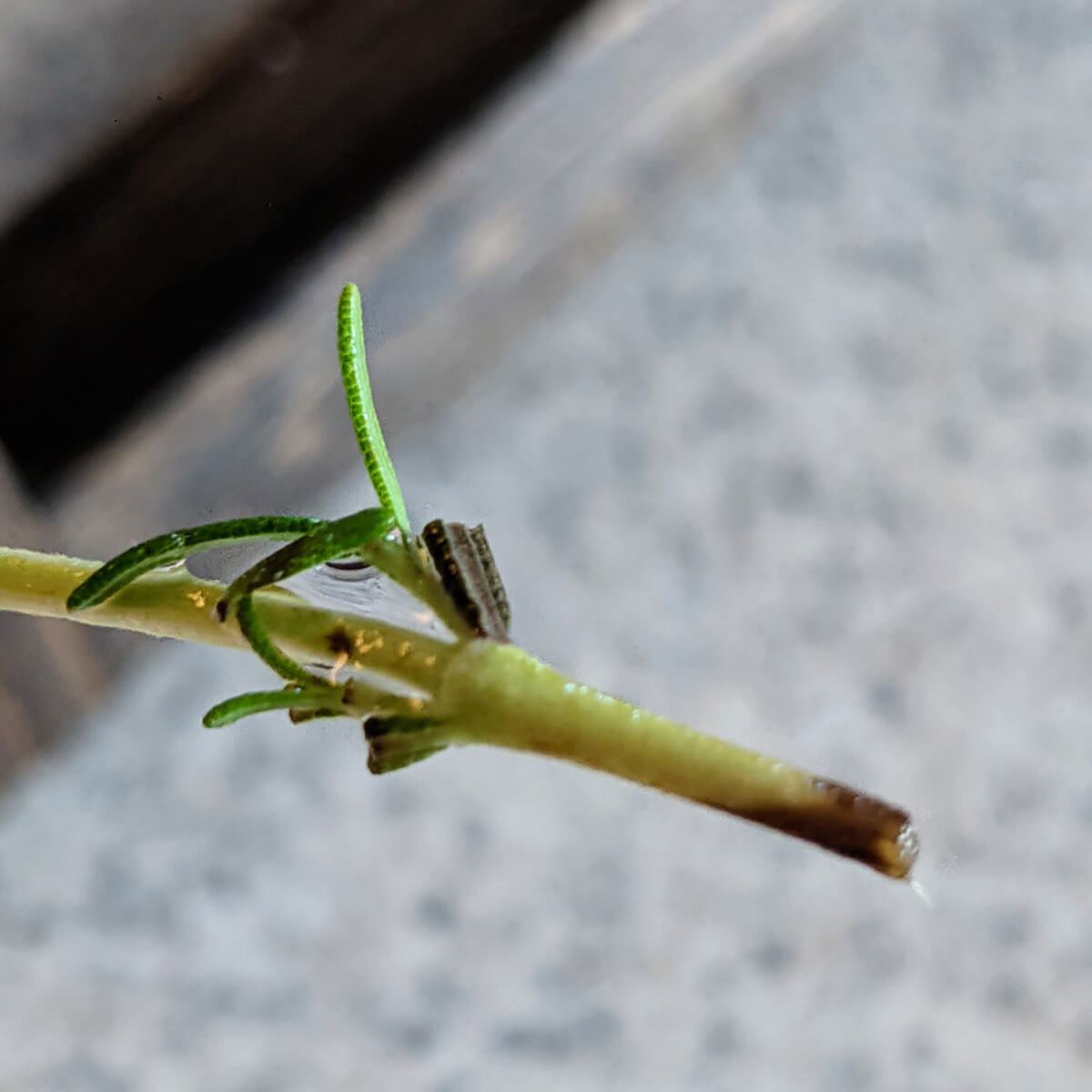 Tiny, hair-like root growing on the tip of a rosemary clipping during propagation efforts
