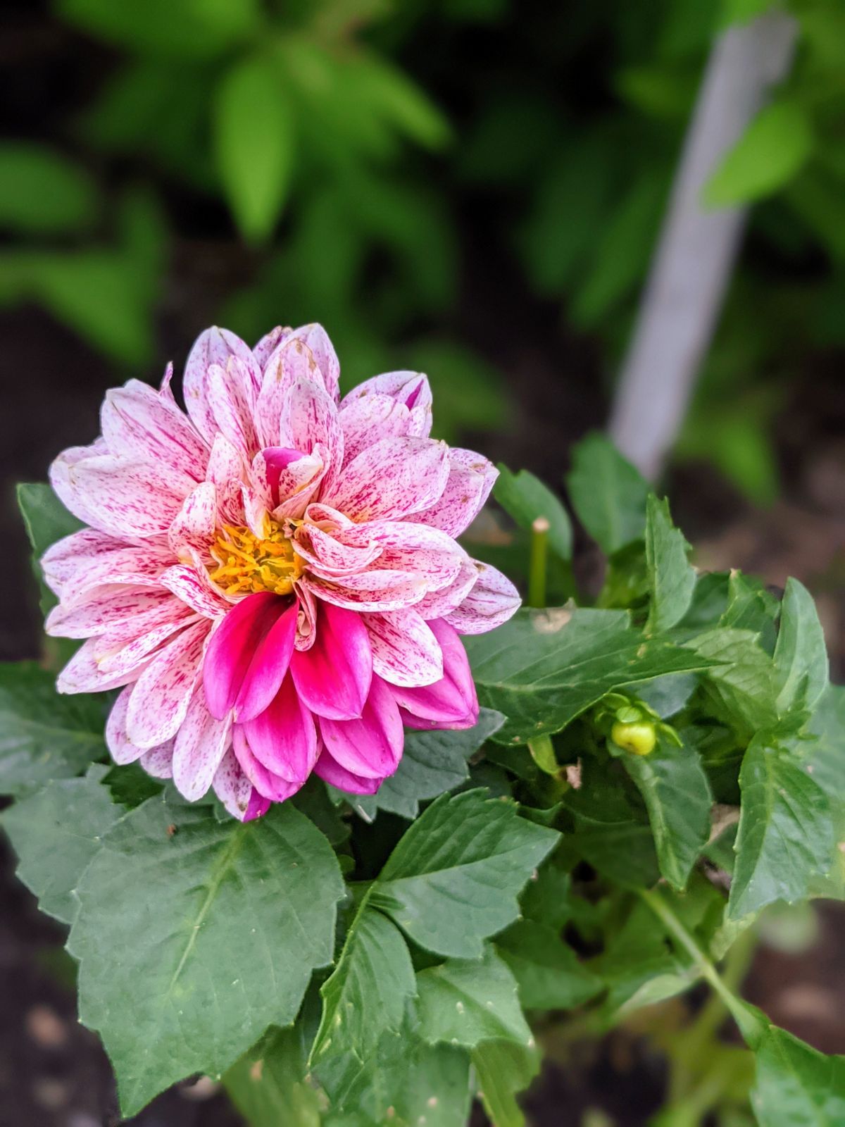 Unusual pink and white dahlia with a color block appears to be seed grown due to its unique variation