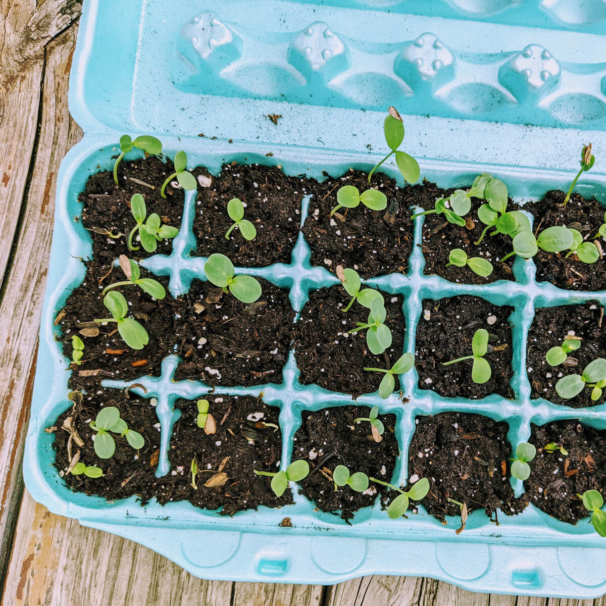 Using Egg Cartons to Start Seeds Indoors - Zinnia Seedlings Growing in Turquoise egg tray