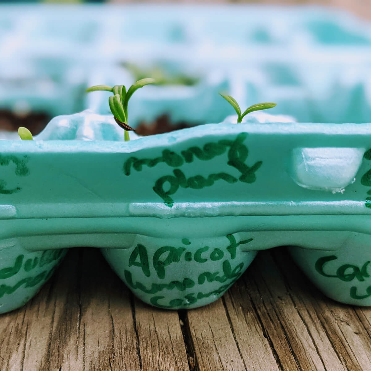 Planting Seeds in Egg Cartons - Here's Apricot Lemonade Cosmo in the front with Money Plant in the next cell back.