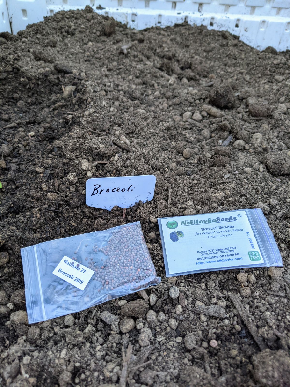 Seeds for Waltham 29 Broccoli and Broccoli Miranda in the soil of a raised garden bed