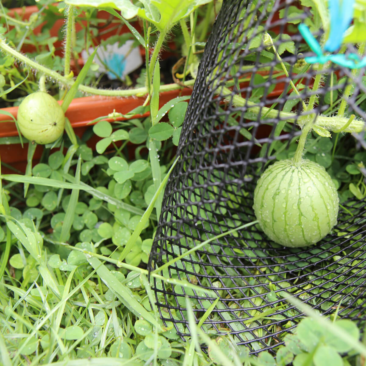 Watermelon Companion Plants - Baby Watermelon growing