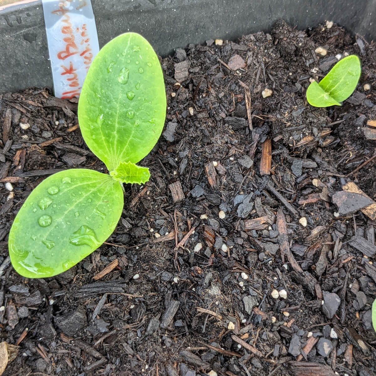 Zucchini seedlings growing in some soil with first true leaf peeking through