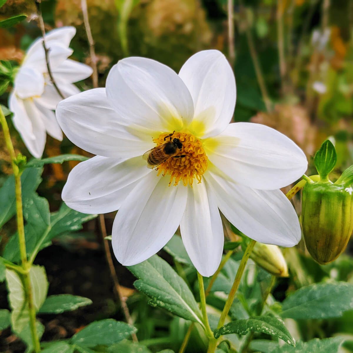 White Ribbon Dahlia started from seed indoors with a bee pollinating it