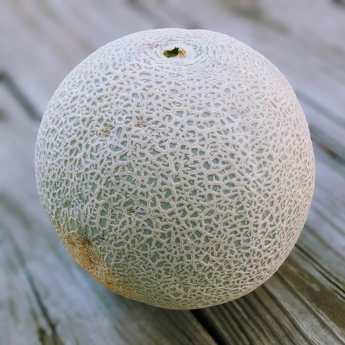 Whole, Fresh Picked Cantaloupe outside on wooden deck