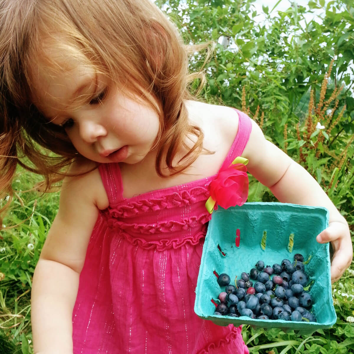 Little girl in a pink dress picking fresh blueberries