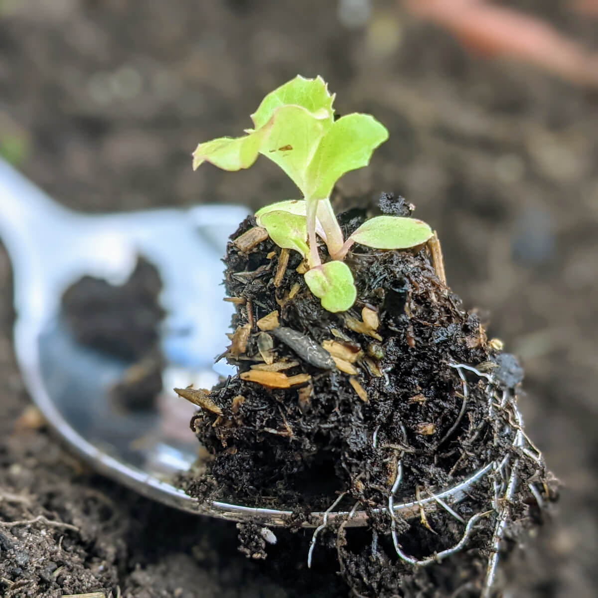 Young lettuce plant on a silver spoon in the garden