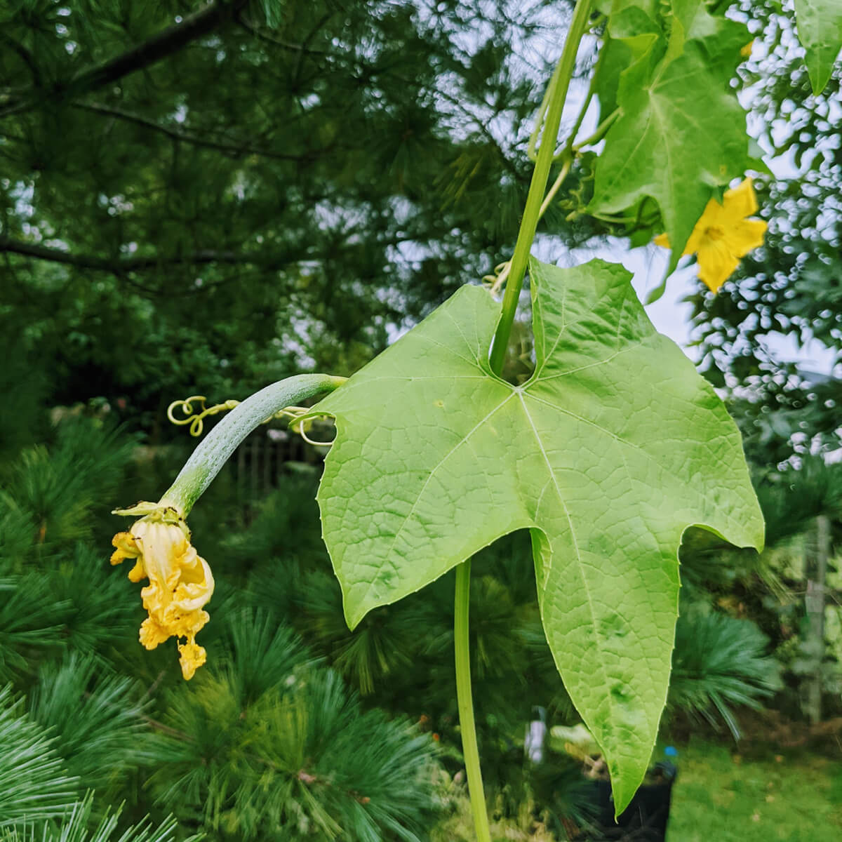 Young Luffa fruit just starting to grow on the luffa plant